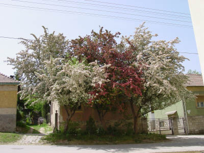 DSC02587
